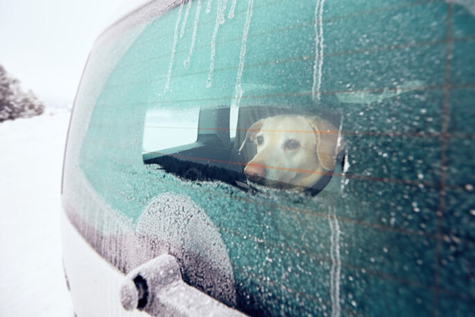 Viajar en coche con nuestro perro: seguridad y comodidad