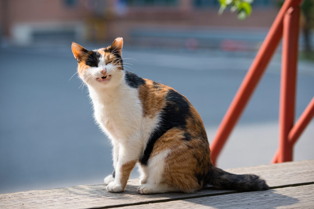 Asma en perros y gatos